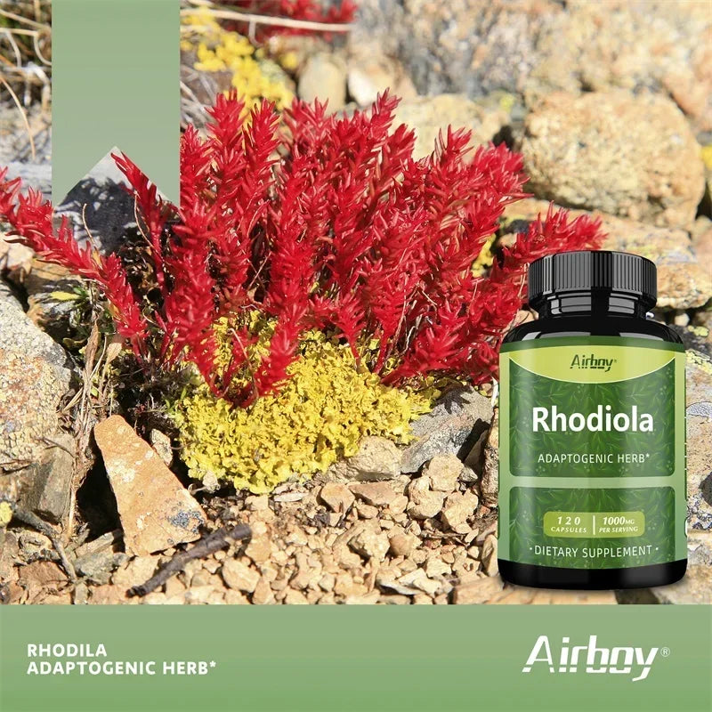 Rhodiola Rosea Supplement